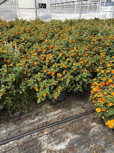 [LANB33O] Lantana camara orange bush 33