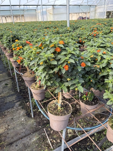 [LANST17O] Lantana camara arancio alberello 17