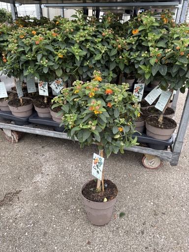[LANST17O] Lantana camara orange stem 17