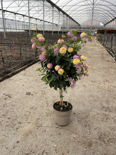 [LANST17L] Lantana camara purple stem 17