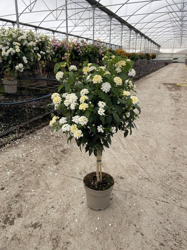 [LANST17W] Lantana camara Weiss Stamm 17