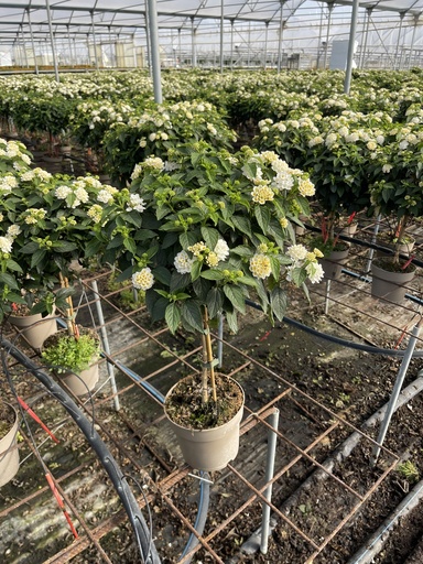 [LANST17W] Lantana camara white stem 17